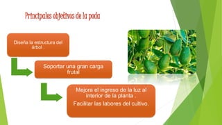 Diseña la estructura del
árbol .
Soportar una gran carga
frutal
Mejora el ingreso de la luz al
interior de la planta .
Facilitar las labores del cultivo.
Principales objetivos de la poda
 