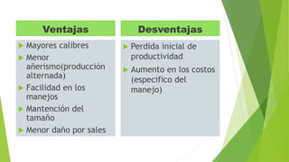 Ventajas
 Mayores calibres
 Menor
añerismo(producción
alternada)
 Facilidad en los
manejos
 Mantención del
tamaño
 Menor daño por sales
Desventajas
 Perdida inicial de
productividad
 Aumento en los costos
(especifico del
manejo)
 