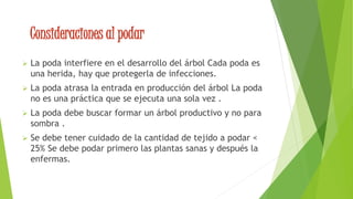 Consideraciones al podar
 La poda interfiere en el desarrollo del árbol Cada poda es
una herida, hay que protegerla de infecciones.
 La poda atrasa la entrada en producción del árbol La poda
no es una práctica que se ejecuta una sola vez .
 La poda debe buscar formar un árbol productivo y no para
sombra .
 Se debe tener cuidado de la cantidad de tejido a podar <
25% Se debe podar primero las plantas sanas y después la
enfermas.
 