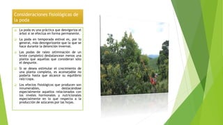 Consideraciones fisiológicas de
la poda
 La poda es una práctica que desvigoriza el
árbol si se efectúa en forma permanente.
 La poda en temporada estival es, por lo
general, más desvigorizante que la que se
hace durante la detención invernal.
 Las podas de raleo (eliminación de un
brote completo) desbalancean menos una
planta que aquellas que consideran sólo
el despunte.
 Si se desea estimular el crecimiento de
una planta completa, es aconsejable no
podarla hasta que alcance su equilibrio
raíz/copa.
 Los efectos fisiológicos que producen son
innumerables, destacándose
especialmente aquellos relacionados con
los niveles hormonales y nutricionales
especialmente en lo que respecta a la
producción de azúcares por las hojas.
 
