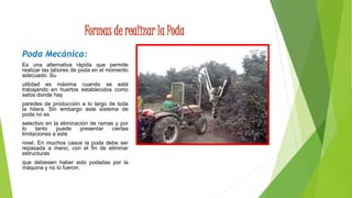 Formas de realizar la Poda
Poda Mecánica:
Es una alternativa rápida que permite
realizar las labores de poda en el momento
adecuado. Su
utilidad es máxima cuando se está
trabajando en huertos establecidos como
setos donde hay
paredes de producción a lo largo de toda
la hilera. Sin embargo este sistema de
poda no es
selectivo en la eliminación de ramas y por
lo tanto puede presentar ciertas
limitaciones a este
nivel. En muchos casos la poda debe ser
repasada a mano, con el fin de eliminar
estructuras
que debiesen haber sido podadas por la
máquina y no lo fueron.
 
