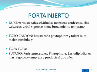 PORTAINJERTO
 DUKE 7: resiste sales, el árbol se mantiene verde en suelos
  calcáreos, árbol vigoroso, tiene brota miento temprano.

 TORO CANYON: Resistente a phytophtora y tolera sales
  mejor que duke 7.

 TOPA TOPA:
 SUTANO: Resistente a sales, Phytophtora, Lasiodiplodia, es
  mas vigoroso y empieza a producir al 2do año.


                      CARLOS RIOS CARMELO                       10
 