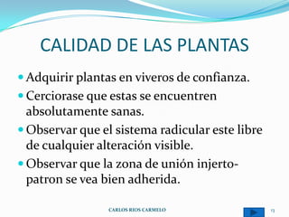 CALIDAD DE LAS PLANTAS
 Adquirir plantas en viveros de confianza.
 Cerciorase que estas se encuentren
  absolutamente sanas.
 Observar que el sistema radicular este libre
  de cualquier alteración visible.
 Observar que la zona de unión injerto-
  patron se vea bien adherida.

                 CARLOS RIOS CARMELO             13
 