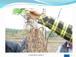 CARLOS RIOS CARMELO   14
 