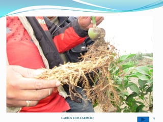 CARLOS RIOS CARMELO   15
 