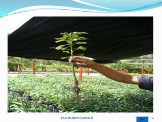 CARLOS RIOS CARMELO   16
 