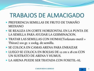 TRABAJOS DE ALMACIGADO
 PREFERENCIA SEMILLAS DE FRUTO DE TAMAÑO
    MEDIANO
   SE REALIZA UN CORTE HORIZONTAL EN LA PUNTA DE
    LA SEMILLA PARA AYUDAR LA GERMINACION.
   TRATAR LAS SEMILLAS CON HOMAI(Tiofanato metil +
    Thiran) 100 gr. x 100kg. de semilla.
   SE COLOCA EN CAMAS ARENA PARA ENRAIZAR
   LUEGO SE COLOCA EN BOLSAS DE 12 cm x 18 cm CON
    UN SUSTRATO DE ARENA Y HUMUS.
   LA ARENA PUEDE SER TRATADA CON FOSETIL-AL

                   CARLOS RIOS CARMELO            17
 