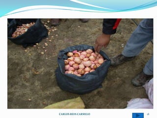 CARLOS RIOS CARMELO   18
 