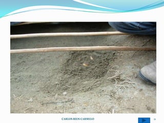 CARLOS RIOS CARMELO   21
 