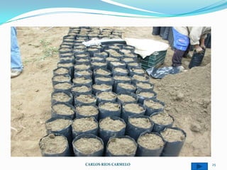 CARLOS RIOS CARMELO   25
 