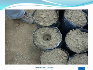 CARLOS RIOS CARMELO   29
 