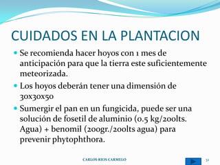CUIDADOS EN LA PLANTACION
 Se recomienda hacer hoyos con 1 mes de
  anticipación para que la tierra este suficientemente
  meteorizada.
 Los hoyos deberán tener una dimensión de
  30x30x50
 Sumergir el pan en un fungicida, puede ser una
  solución de fosetil de aluminio (0.5 kg/200lts.
  Agua) + benomil (200gr./200lts agua) para
  prevenir phytophthora.

                   CARLOS RIOS CARMELO               32
 