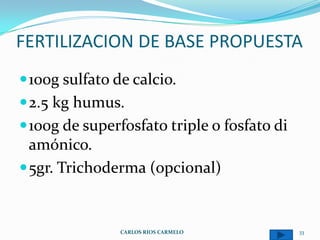 FERTILIZACION DE BASE PROPUESTA
 100g sulfato de calcio.
 2.5 kg humus.
 100g de superfosfato triple o fosfato di
  amónico.
 5gr. Trichoderma (opcional)



                CARLOS RIOS CARMELO          33
 