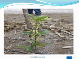 CARLOS RIOS CARMELO   35
 