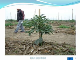 CARLOS RIOS CARMELO   36
 