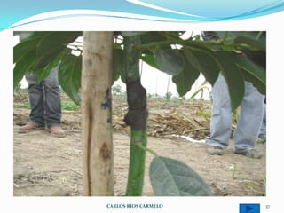 CARLOS RIOS CARMELO   37
 