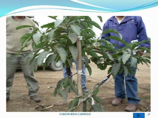 CARLOS RIOS CARMELO   38
 