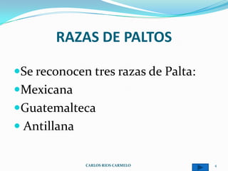 RAZAS DE PALTOS

Se reconocen tres razas de Palta:
Mexicana
Guatemalteca
 Antillana


              CARLOS RIOS CARMELO    4
 
