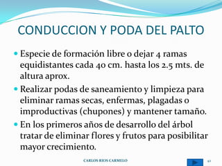 CONDUCCION Y PODA DEL PALTO
 Especie de formación libre o dejar 4 ramas
  equidistantes cada 40 cm. hasta los 2.5 mts. de
  altura aprox.
 Realizar podas de saneamiento y limpieza para
  eliminar ramas secas, enfermas, plagadas o
  improductivas (chupones) y mantener tamaño.
 En los primeros años de desarrollo del árbol
  tratar de eliminar flores y frutos para posibilitar
  mayor crecimiento.
                   CARLOS RIOS CARMELO              42
 