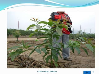 CARLOS RIOS CARMELO   43
 