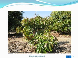 CARLOS RIOS CARMELO   44
 