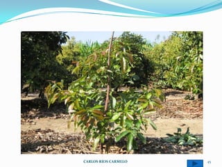 CARLOS RIOS CARMELO   45
 