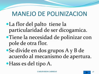 MANEJO DE POLINIZACION
La flor del palto tiene la
 particularidad de ser dicogamica.
Tiene la necesidad de polinizar con
 pole de otra flor.
Se divide en dos grupos A y B de
 acuerdo al mecanismo de apertura.
Hass es del tipo A.
             CARLOS RIOS CARMELO       46
 
