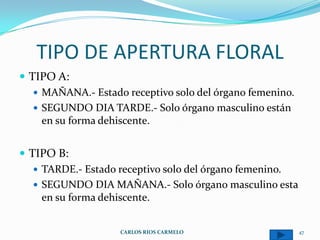 TIPO DE APERTURA FLORAL
 TIPO A:
    MAÑANA.- Estado receptivo solo del órgano femenino.
    SEGUNDO DIA TARDE.- Solo órgano masculino están
     en su forma dehiscente.


 TIPO B:
    TARDE.- Estado receptivo solo del órgano femenino.
    SEGUNDO DIA MAÑANA.- Solo órgano masculino esta
     en su forma dehiscente.


                    CARLOS RIOS CARMELO                    47
 