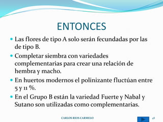 ENTONCES
 Las flores de tipo A solo serán fecundadas por las
  de tipo B.
 Completar siembra con variedades
  complementarias para crear una relación de
  hembra y macho.
 En huertos modernos el polinizante fluctúan entre
  5 y 11 %.
 En el Grupo B están la variedad Fuerte y Nabal y
  Sutano son utilizadas como complementarias.
                   CARLOS RIOS CARMELO                 48
 
