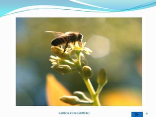 CARLOS RIOS CARMELO   50
 