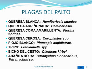 PLAGAS DEL PALTO
 QUERESA BLANCA: Hemiberlesia lataniae.
 QUERESA ARRIÑONADA: Hemiberlesia.
 QUERESA COMA AMARILLENTA: Fiorina
    fiorinae.
   QUERESA CEROSA: Ceroplastes spp.
   PIOJO BLANCO: Pinnaspis aspidistrae.
   TRIPS: Frankliniella spp.
   BICHO DEL CESTO: Oiketicus kirbyi.
   ARAÑITA ROJA: Tetranychus cinnabarinus,
    Tetranychus sp.

                  CARLOS RIOS CARMELO         53
 