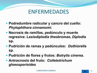 ENFERMEDADES
 Podredumbre radicular y cancro del cuello:
    Phytophthora cinnamomi.
   Necrosis de ramillas, pedúnculo y muerte
    regresiva: Lasiodiplodia theobromae, Diplodia
    sp.
   Pudrición de ramas y pedúnculos: Dothiorella
    sp.
   Pudrición de flores y frutos: Botrytis cinerea.
   Antracnosis del fruto: Colletotrichum
    gloeosporioides
                    CARLOS RIOS CARMELO               54
 