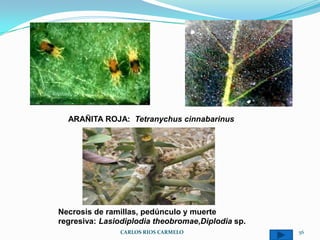 ARAÑITA ROJA: Tetranychus cinnabarinus




Necrosis de ramillas, pedúnculo y muerte
regresiva: Lasiodiplodia theobromae,Diplodia sp.
               CARLOS RIOS CARMELO                 56
 