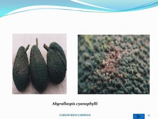 Abgrallaspis cyanophylli

   CARLOS RIOS CARMELO     57
 