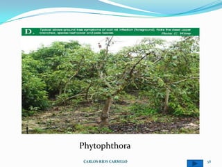 Phytophthora
CARLOS RIOS CARMELO   58
 