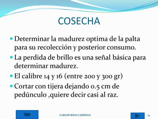 COSECHA
 Determinar la madurez optima de la palta
  para su recolección y posterior consumo.
 La perdida de brillo es una señal básica para
  determinar madurez.
 El calibre 14 y 16 (entre 200 y 300 gr)
 Cortar con tijera dejando 0.5 cm de
  pedúnculo ,quiere decir casi al raz.

                 CARLOS RIOS CARMELO              59
 