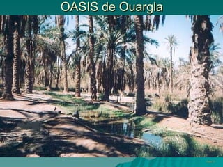 OASIS de Ouargla PhotoZ.H 
