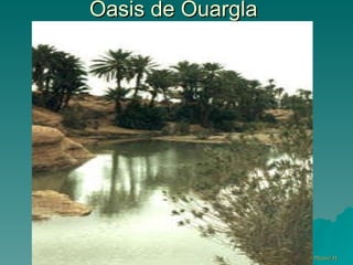 Oasis de Ouargla  PhotoZ.H 
