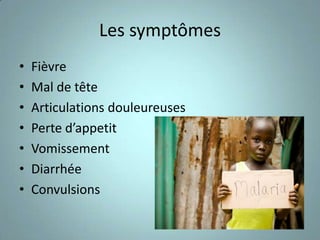 Les symptômes
•   Fièvre
•   Mal de tête
•   Articulations douleureuses
•   Perte d’appetit
•   Vomissement
•   Diarrhée
•   Convulsions
 