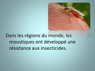 Dans les régions du monde, les
 moustiques ont développé une
 résistance aux insecticides.
 