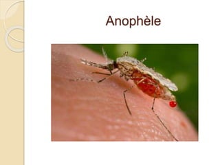 Anophèle 
 
