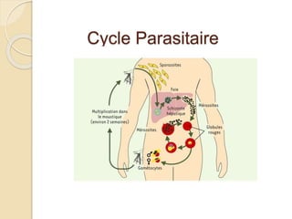Cycle Parasitaire 
 