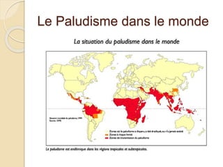 Le Paludisme dans le monde 
 