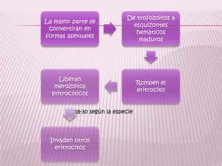 18-30 según la especie