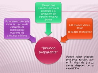 Puede haber ataques primarios tardíos por el P. vivax de 6 a 12 meses después de la exposición