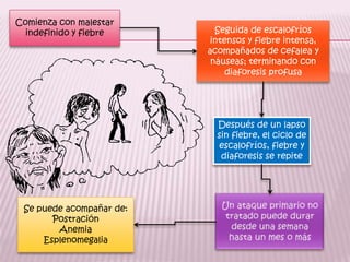 Comienza con malestar indefinido y fiebreSeguida de escalofríos intensos y fiebre intensa, acompañados de cefalea y náuseas; terminando con diaforesis profusaDespués de un lapso sin fiebre, el ciclo de escalofríos, fiebre y diaforesis se repiteUn ataque primario no tratado puede durar desde una semana hasta un mes o másSe puede acompañar de:PostraciónAnemiaEsplenomegalia