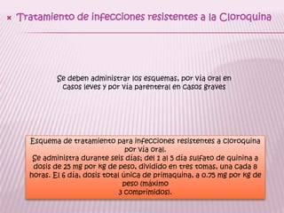 TratamientoSe emplea la combinación de dos medicamentos, la cloroquina que elimina las formas sanguíneas del P. vivax  y la primaquina que elimina los hipnozoítos del P. vivax.Indicación. A toda persona sospechosa de padecer paludismo se le ministra al momento de tomar la muestra hemática, una dosis única de cloroquina a dosis de 10 mg por kg de peso o según edad 