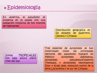EpidemiologíaEn América, el paludismo se presenta en 21 países con una población conjunta de 504 millones de habitantesDistribución geográfica en los estados de Guerrero, Oaxaca y Chiapas.Tres especies de Anopheles se han confirmado como los principales vectores del paludismo humano en México: AnophelesAlbimanus, AnophelespseudopunctipennisTheobald, y AnophelesvestitipennisDyar & Knab 1906, mosquito nativo de la selva Lacandona y el sur de Chiapas.Zonas TROPICALES con baja altura sobre nivel del mar.