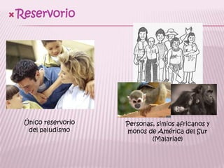 ReservorioÚnico reservorio del paludismoPersonas, simios africanos y monos de América del Sur(Malariae)