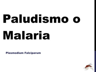 Paludismo o Malaria Plasmodium Falciparum 